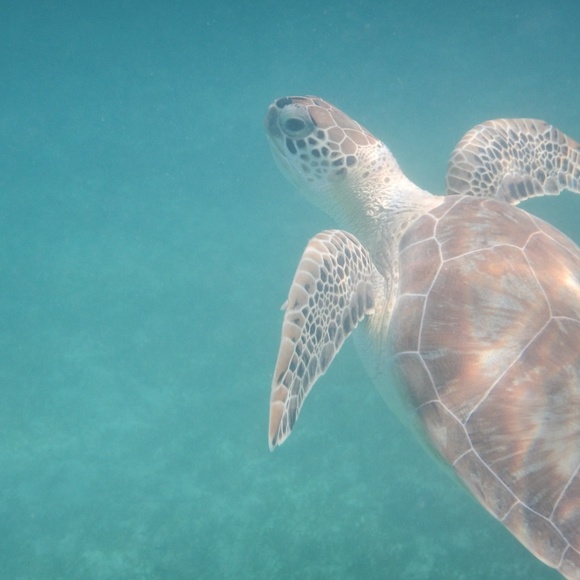 Meet your Posher, Kate - Picture 1 of 1